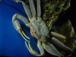 Snow crab (Chionoecetes opilio)