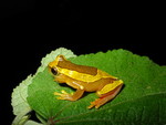 Elegant Forest Treefrog (Dendropsophus elegans)