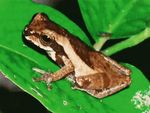 Short-nosed Treefrog (Dendropsophus brevifrons)