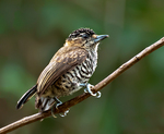 White-barred piculet (Picumnus cirratus)