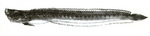 Bearded worm goby (Taenioides cirratus)
