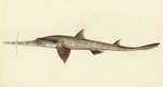 Longnose sawshark (Pristiophorus cirratus)