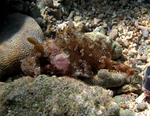 McAdam's scorpionfish (Parascorpaena mcadamsi)