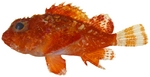 Scorpaena albifimbria, Coral scorpionfish