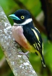 Black-and-yellow broadbill (Eurylaimus ochromalus)