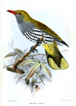 Philippine oriole (Oriolus steerii)