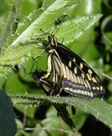 Anise swallowtail (Papilio zelicaon)