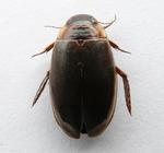 Colymbetes fuscus (water beetle)