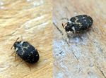 Anthrenus fuscus (skin beetle)