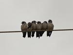 Ashy woodswallow (Artamus fuscus)