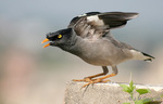 Jungle myna (Acridotheres fuscus)