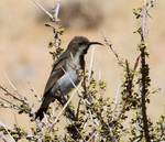 Dusky sunbird (Cinnyris fuscus)