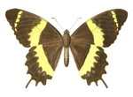 Papilio garamas (swallowtail)