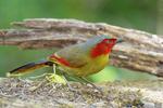 Scarlet-faced liocichla (Liocichla ripponi)