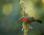 Red-faced liocichla (Liocichla phoenicea)