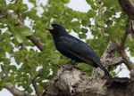 black cuckooshrike (Campephaga flava)