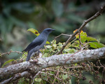 black-winged cuckooshrike (Coracina melaschistos)