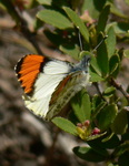 Pacific orangetip (Anthocharis sara)