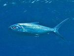 milkfish (Chanos chanos)