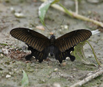 Yellow Helen (Papilio nephelus chaon)