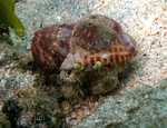 Dardanus deformis (hermit crab)