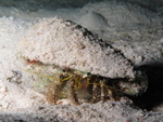 Hairy red hermit crab (Dardanus lagopodes)