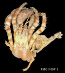 bareye hermit crab (Dardanus fucosus)
