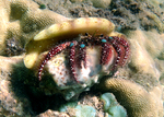 blue knee hermit crab (Dardanus guttatus)