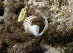 Dardanus scutellatus (hermit crab)
