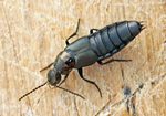 Philonthus decorus (rove beetle)
