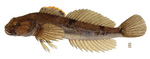 Slimy sculpin (Cottus cognatus)