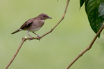 black-billed thrush (Turdus ignobilis)