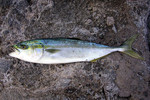 Japanese amberjack (yellowtail) (Seriola quinqueradiata)