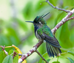 Green-crowned plovercrest (Stephanoxis lalandi)