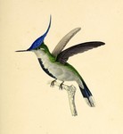 Purple-crowned plovercrest (Stephanoxis loddigesii)