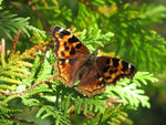 Compton Tortoiseshell (Nymphalis vaualbum, Nymphalis l-album)