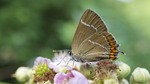 White-letter hairstreak (Satyrium w-album)