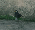 Malayan whistling thrush, Malaysian whistling-thrush (Myophonus robinsoni)