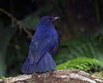 Javan whistling thrush (Myophonus glaucinus)