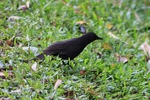 Bornean whistling thrush (Myophonus borneensis)