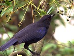 Taiwan whistling thrush, Formosan whistling thrush (Myophonus insularis)