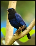 Malabar whistling thrush (Myophonus horsfieldii)