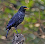 Blue whistling thrush (Myophonus caeruleus)