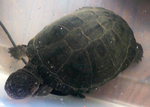 West African mud turtle (Pelusios castaneus)