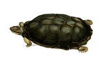 Serrated hinged terrapin (Pelusios sinuatus)