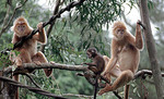 Maroon leaf monkey (Presbytis rubicunda)