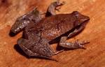 Braun's dwarf frog (Physalaemus lisei)