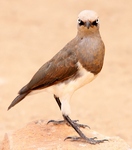 Fischer's starling (Lamprotornis fischeri)