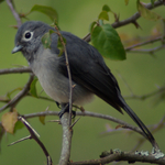 white-eyed slaty flycatcher (Melaenornis fischeri)