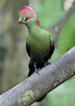 Fischer's turaco (Tauraco fischeri)